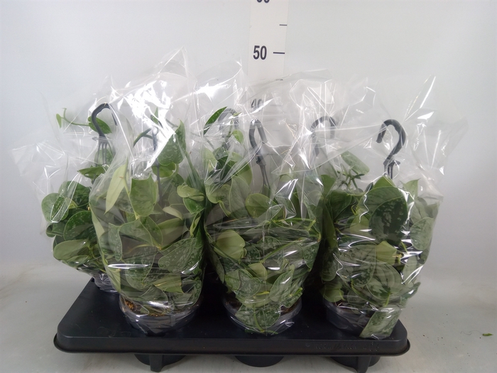 <h4>Scindapsus pictus 'Silvery Ann'</h4>