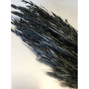 DRIED FLOWERS - AVENA WILD HAVER BLACK 100GR