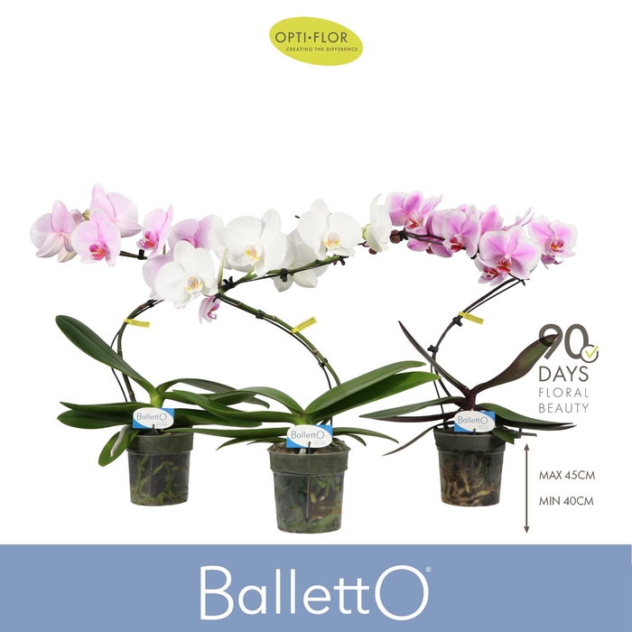 <h4>Balletto Mix 1 spike</h4>