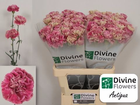<h4>Dianthus ST 'Antigua'</h4>