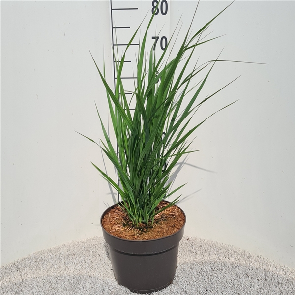 <h4>Panicum Vir. Northwind P26</h4>