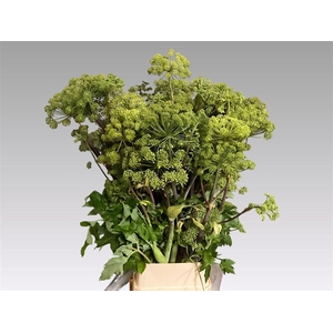 Angelica Gigas