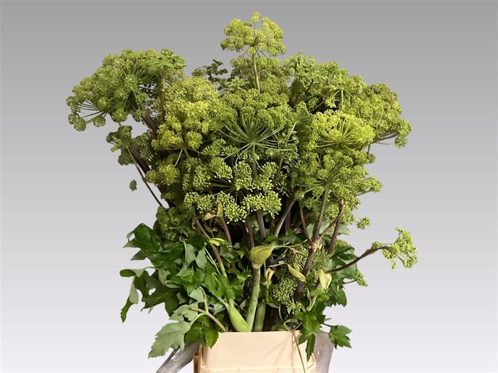 <h4>Angelica Gigas</h4>