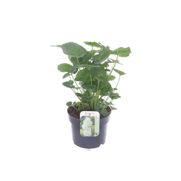 <h4>Alcea rosea Chart. Double White</h4>