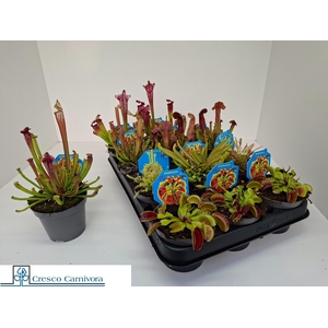 VLEESET PL GEM 6 SRT