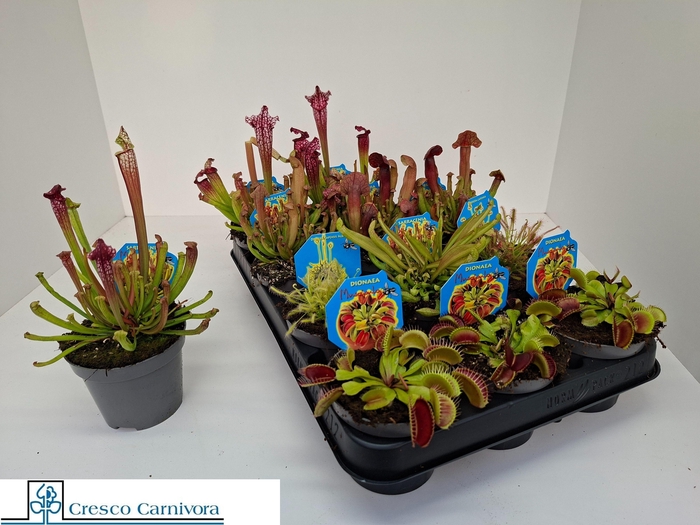 <h4>VLEESET PL GEM 6 SRT</h4>