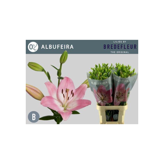 <h4>Li La Albufeira</h4>