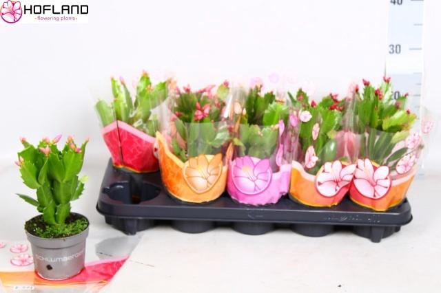 <h4>Schlumb Gem 3 Kl</h4>