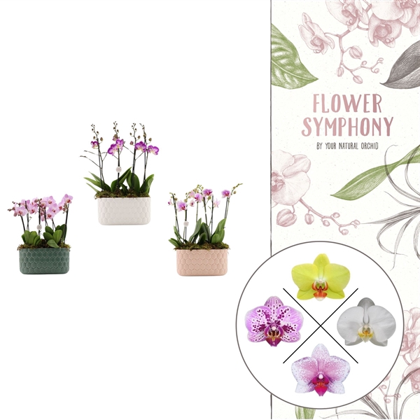 <h4>Honingraat BHome mix 1 | 2 plants in 1 pot | Phalaenopsis</h4>