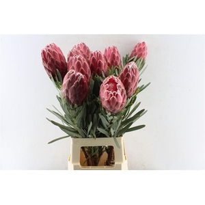 Protea Venus