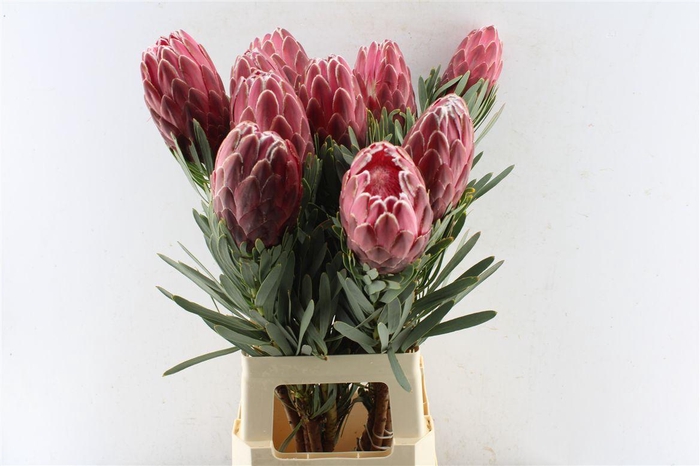 <h4>Protea Venus</h4>
