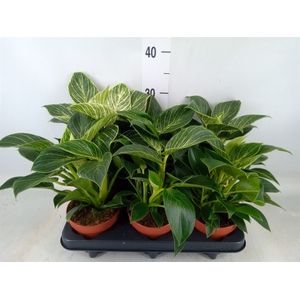 Philodendron   ...