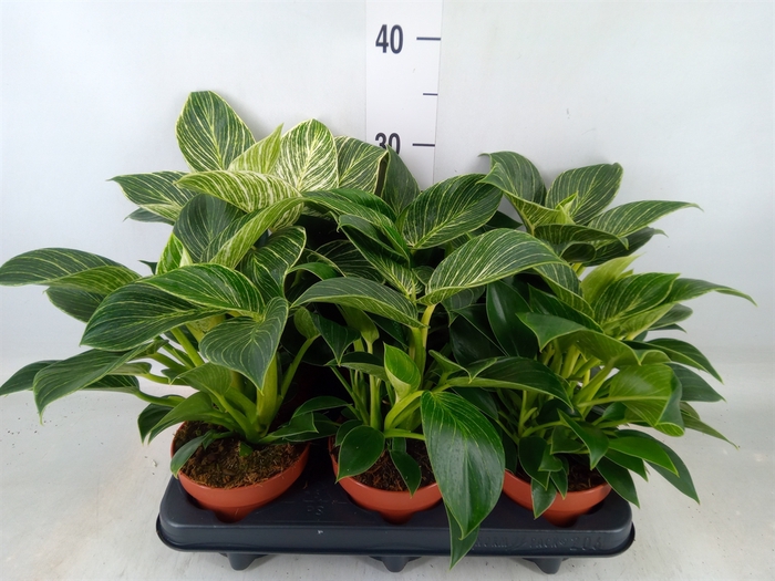Philodendron   ...