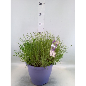 Lavandula angus. 'Essence Pure'