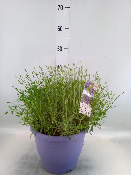 <h4>Lavandula angus. 'Essence Pure'</h4>
