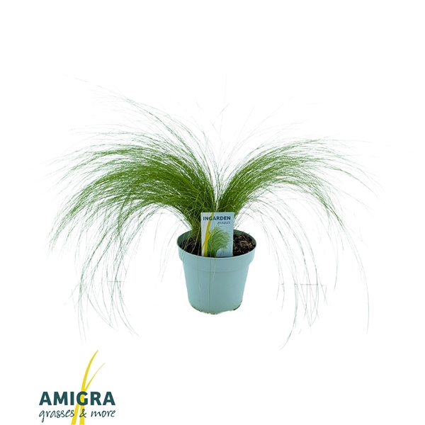 <h4>Stipa ten Ponytails</h4>