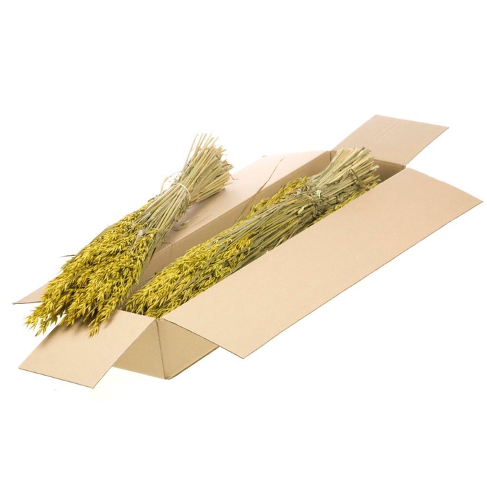 <h4>Haver (avena) Sb Yellow</h4>