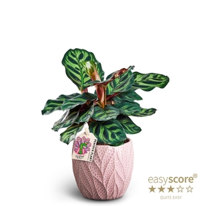 CALATHEA MAKOYANA p10 Leaf Rosa