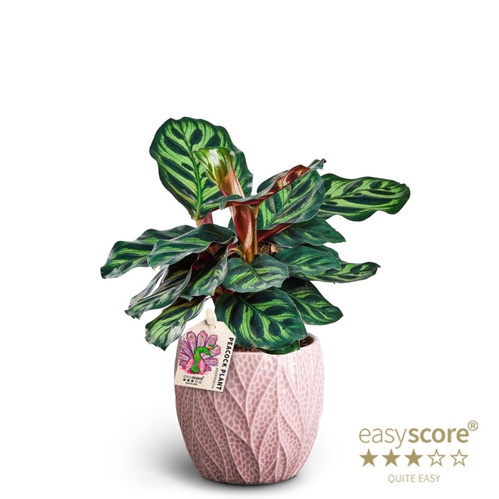 <h4>CALATHEA MAKOYANA p10 Leaf Rosa</h4>
