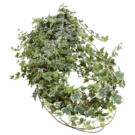 <h4>Hedera He Bont Xxl</h4>