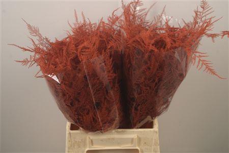 <h4>Asp Klb Orange</h4>