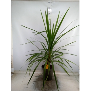 Cordyline indivisa 'Peko'