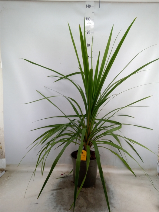 <h4>Cordyline indivisa 'Peko'</h4>