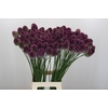 Allium Sphaerocephalon