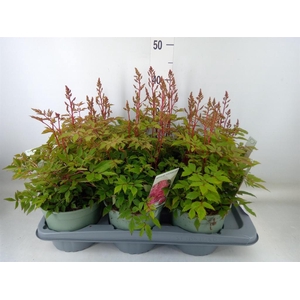 Astilbe  'Younique Pink'