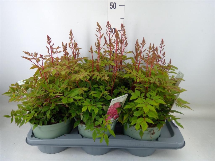 <h4>Astilbe  'Younique Pink'</h4>