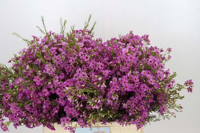 <h4>Chamelaucium Niek's Pride</h4>