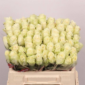 R Gr Athena Extra Tima