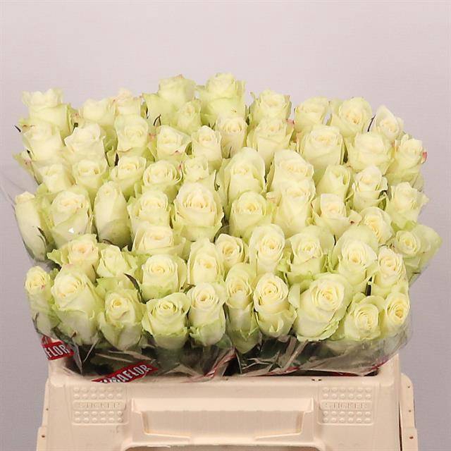 <h4>R Gr Athena Extra Tima</h4>