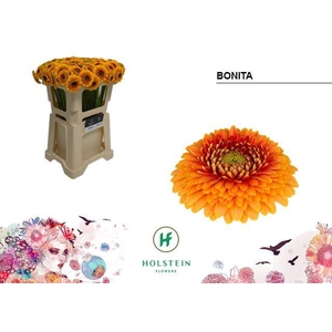 GE MB GERPONI BONITA