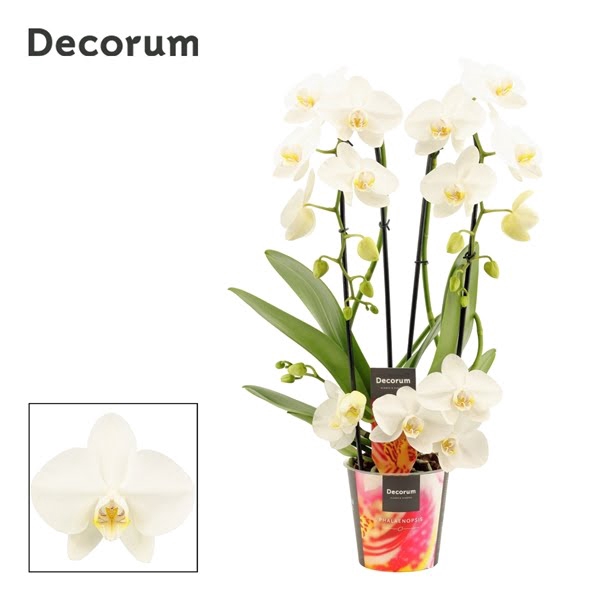 <h4>Phalaenopsis twirl wit (Decorum)</h4>