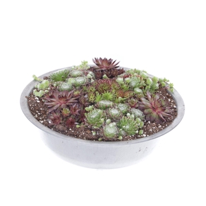 Sempervivum gemengd