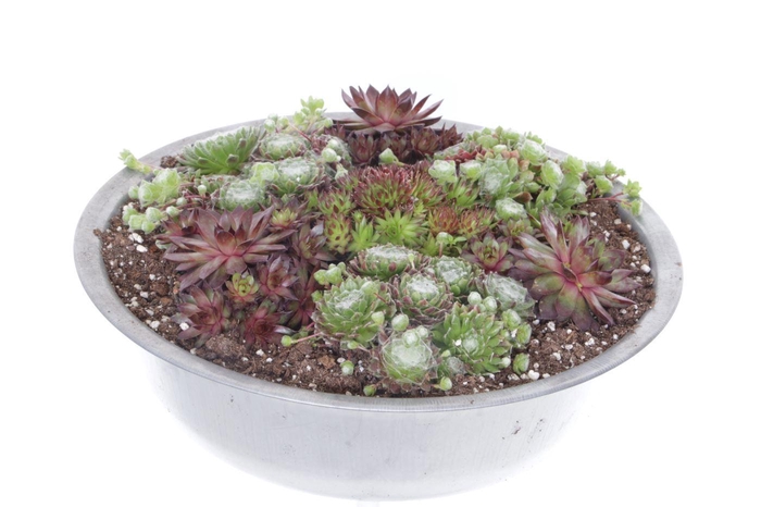 <h4>Sempervivum gemengd</h4>