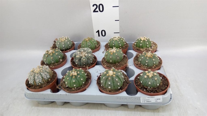 <h4>Cactus   ...</h4>