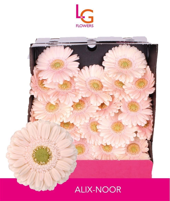 <h4>Germini Alix-Noor Diamond</h4>