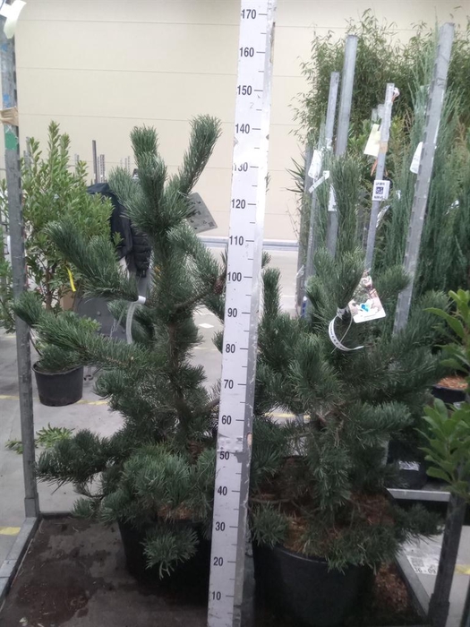 <h4>Pinus   ...</h4>