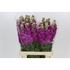 Matthiola Cerise