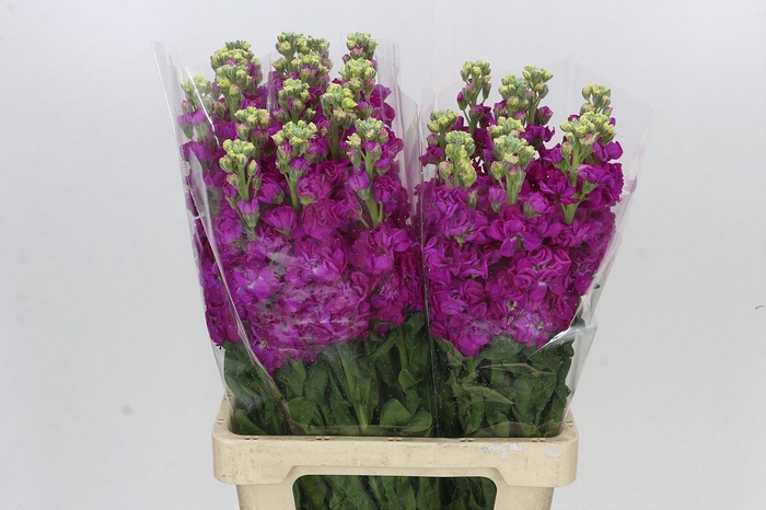Matthiola Cerise