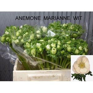 ANEM CO MAR WHITE