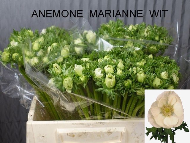 <h4>ANEM CO MAR WHITE</h4>