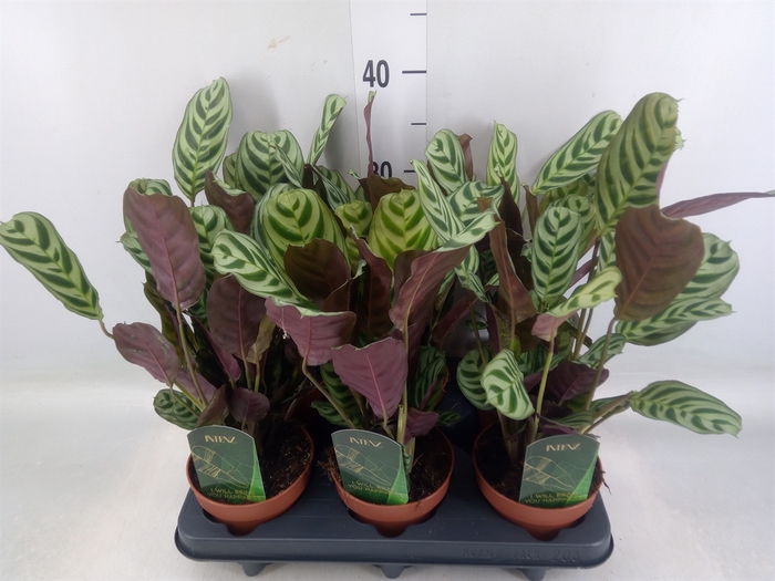 <h4>Ctenanthe burle-marxii</h4>