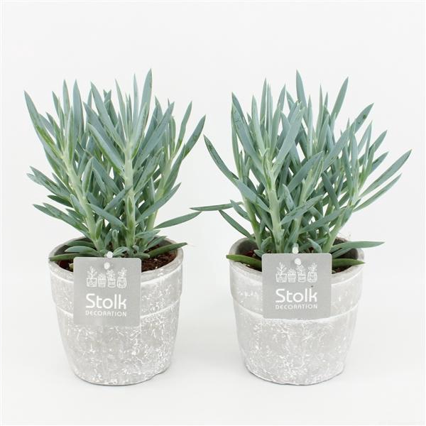 <h4>Senecio Curio Mount Everest in Stone Look Pot</h4>