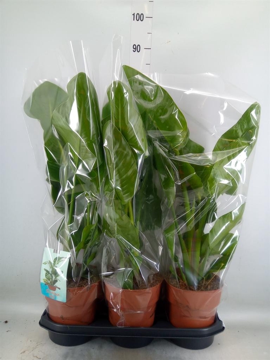 <h4>Strelitzia nicolai</h4>