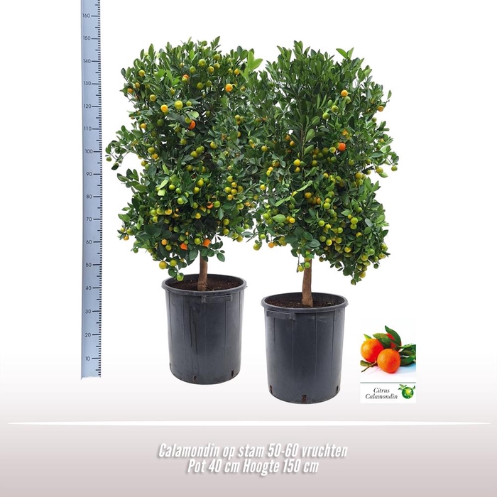 <h4>Citrus   ...</h4>