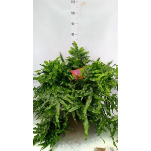 Microsorum diversifolium