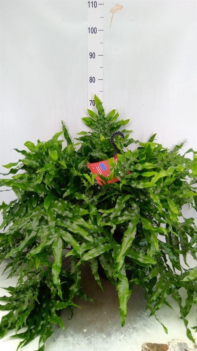 <h4>Microsorum diversifolium</h4>